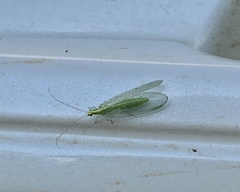 Chrysoperla rufilabris