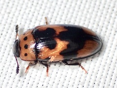 Ischyrus quadripunctatus