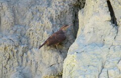 Salpinctes obsoletus