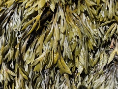 Pelvetiopsis limitata
