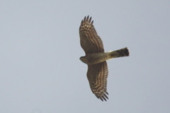 Accipiter nisus