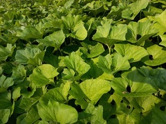 Petasites spurius