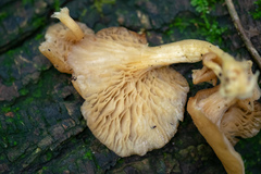 Agaricomycetes