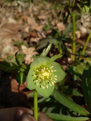 Helleborus viridis