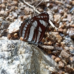 Neptis mahendra