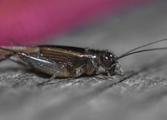 Allonemobius fasciatus