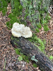 Ductifera pululahuana