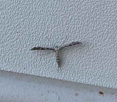 Platyptilia carduidactylus