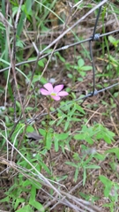 Oxalis drummondii