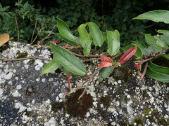 Ficus sarmentosa nipponica
