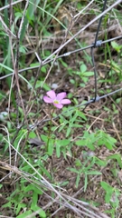Oxalis drummondii