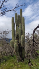 Trichocereus chiloensis