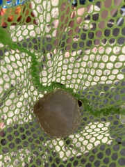 Paranthus rapiformis