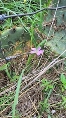 Oxalis drummondii