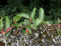 Ficus sarmentosa nipponica