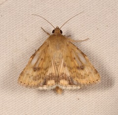 Heliocheilus paradoxus