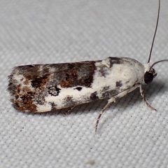 Ponometia phecolisca
