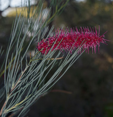 Grevillea oligomera