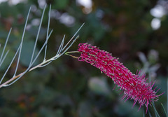 Grevillea oligomera