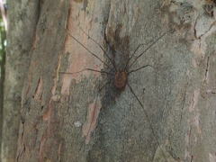Sclerosomatidae