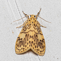 Pseudobarsine bombdilensis