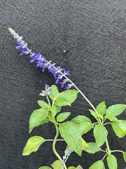 Salvia polystachia
