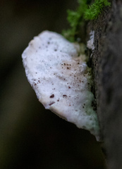 Polyporales
