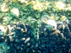 Coryphoblennius galerita