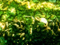 Coryphoblennius galerita