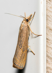 Parapediasia teterrellus