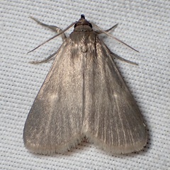 Idia parvulalis