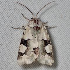 Emarginea percara