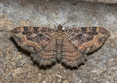 Rheumaptera meadii
