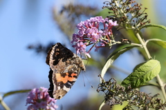 Vanessa indica indica