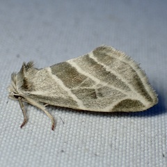 Plagiomimicus tepperi