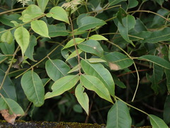 Tetradium glabrifolium
