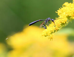 Gasteruption jaculator