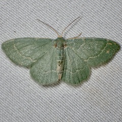 Chlorochlamys phyllinaria