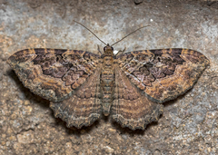 Rheumaptera meadii