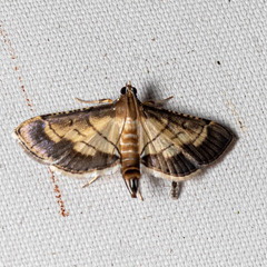 Cnaphalocrocis trebiusalis