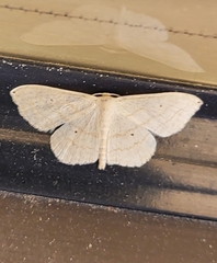 Scopula umbilicata