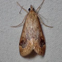 Loxostege typhonalis
