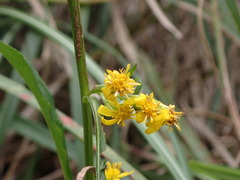 Solidago decurrens