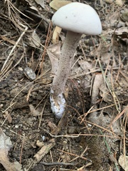 Laccaria ochropurpurea
