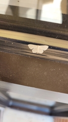 Scopula umbilicata