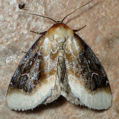 Chrysoecia scira photo 3