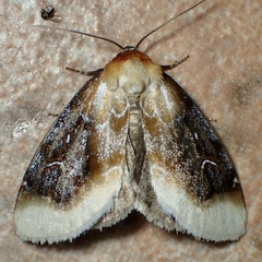 Chrysoecia scira