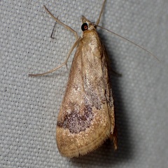Loxostege typhonalis