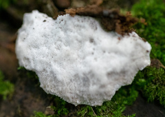 Polyporales