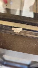 Scopula umbilicata